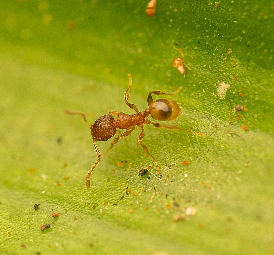 Photo of Navigating big-headed ant