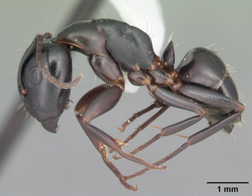 Photo of Nearctic carpenter ant