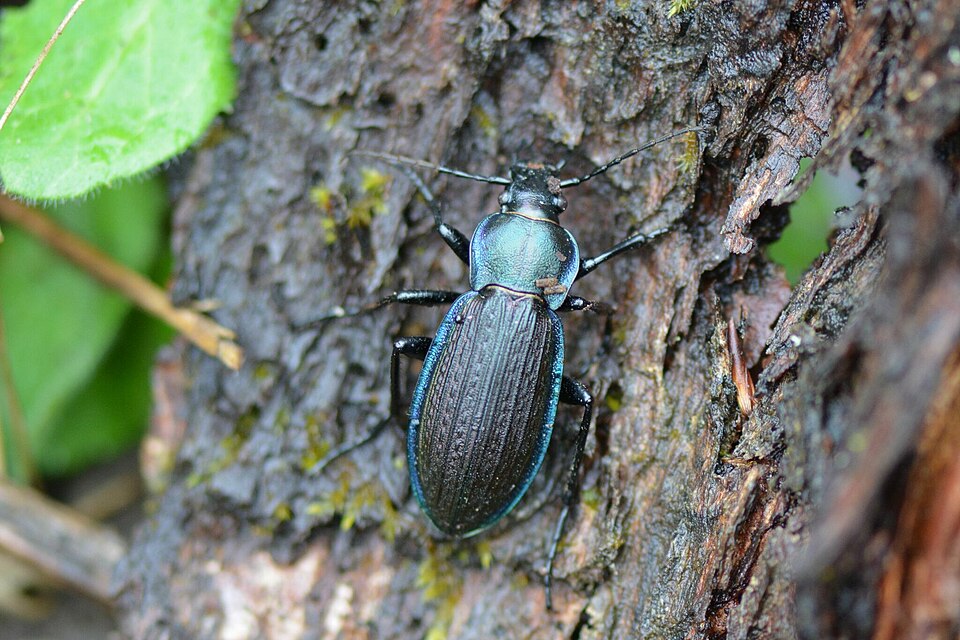 Photo of Necklace ground beetle