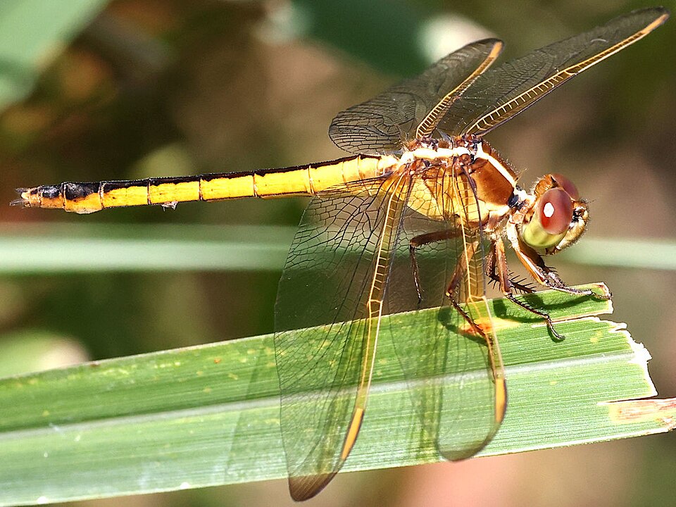 Photo of Needham's skimmer