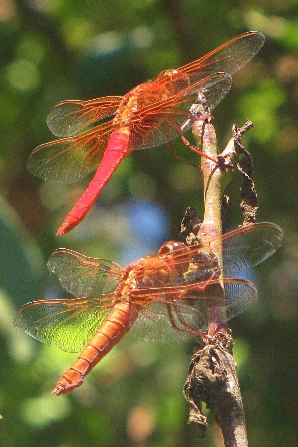 Photo of Neon skimmer