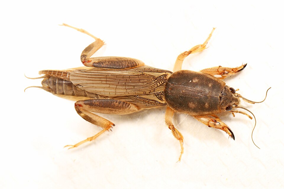 Photo of Southern mole cricket