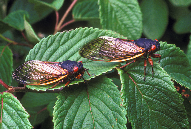 Photo of Neotredecim periodical cicada