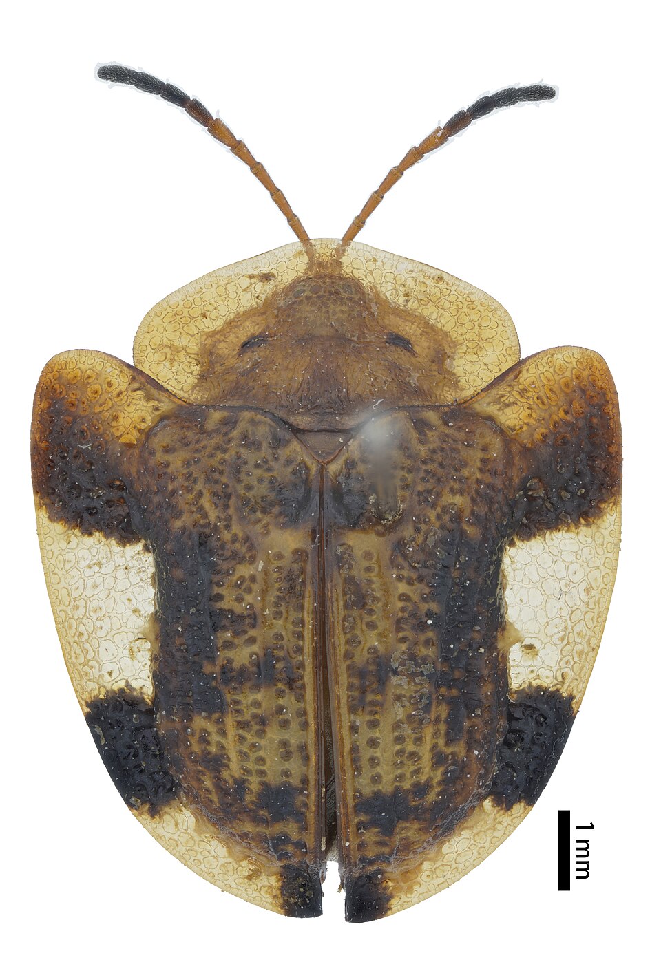 Photo of Nepalese turtle beetle