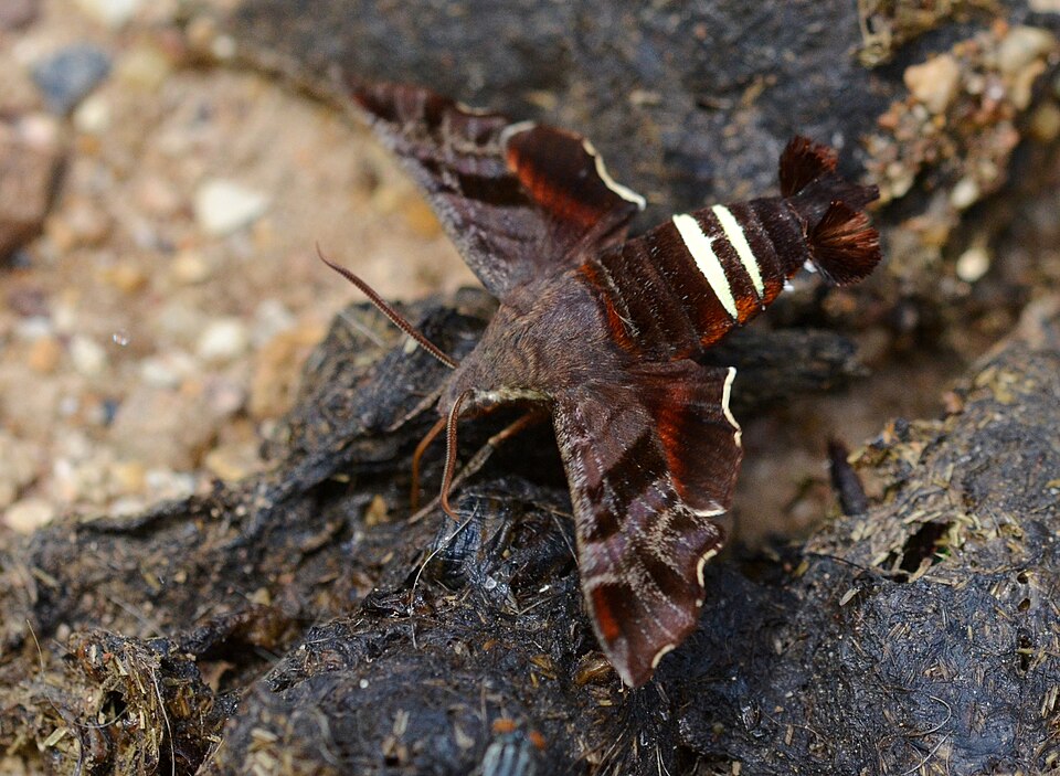 Photo of Nessus sphinx