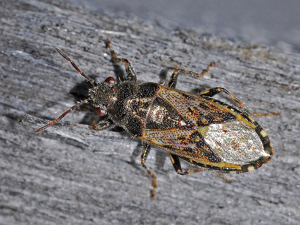 Photo of Nettle ground bug