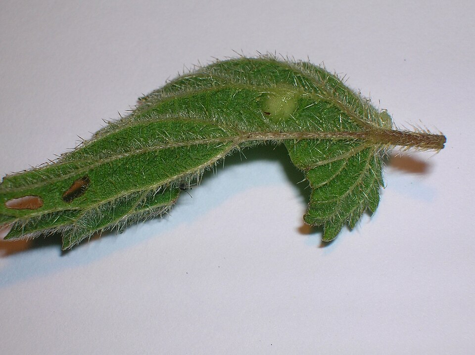 Photo of Nettle pouch gall midge