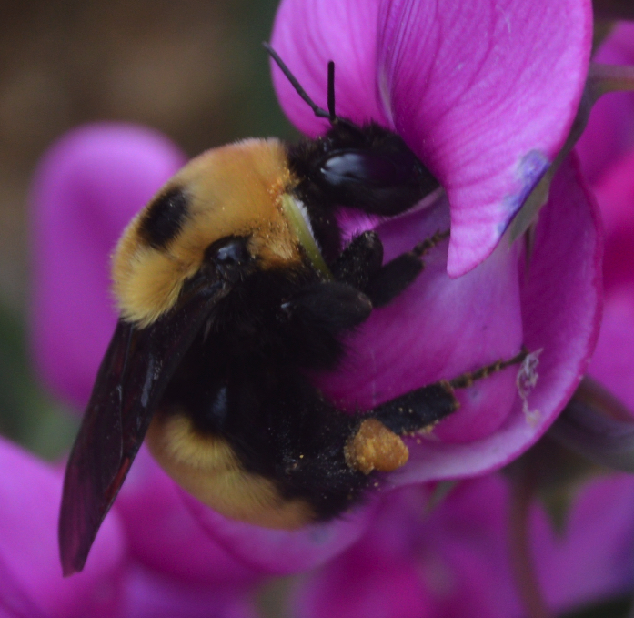 Photo of Nevada bumble bee