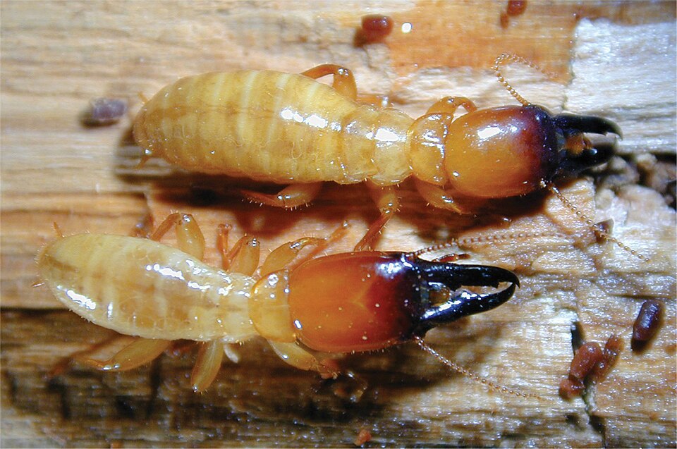 Photo of Nevada dampwood termite