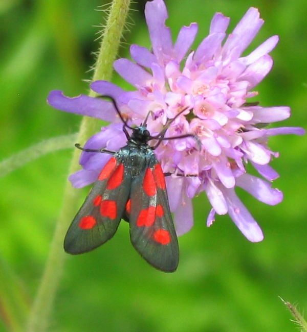 Photo of New Forest burnet