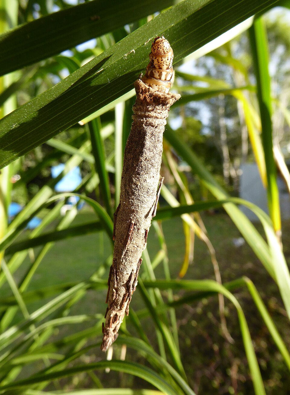 Photo of New Zealand common bag moth