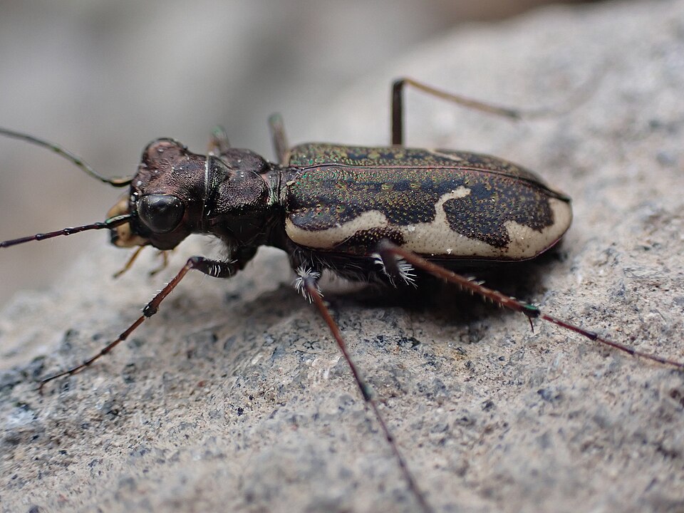 Photo of New Zealand common tiger beetle