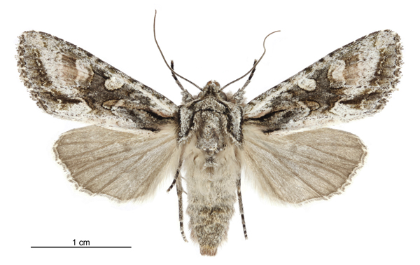 Photo of New Zealand cutworm