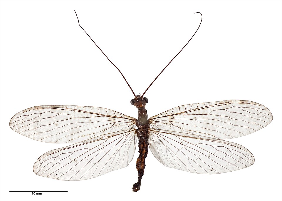 Photo of New Zealand dobsonfly