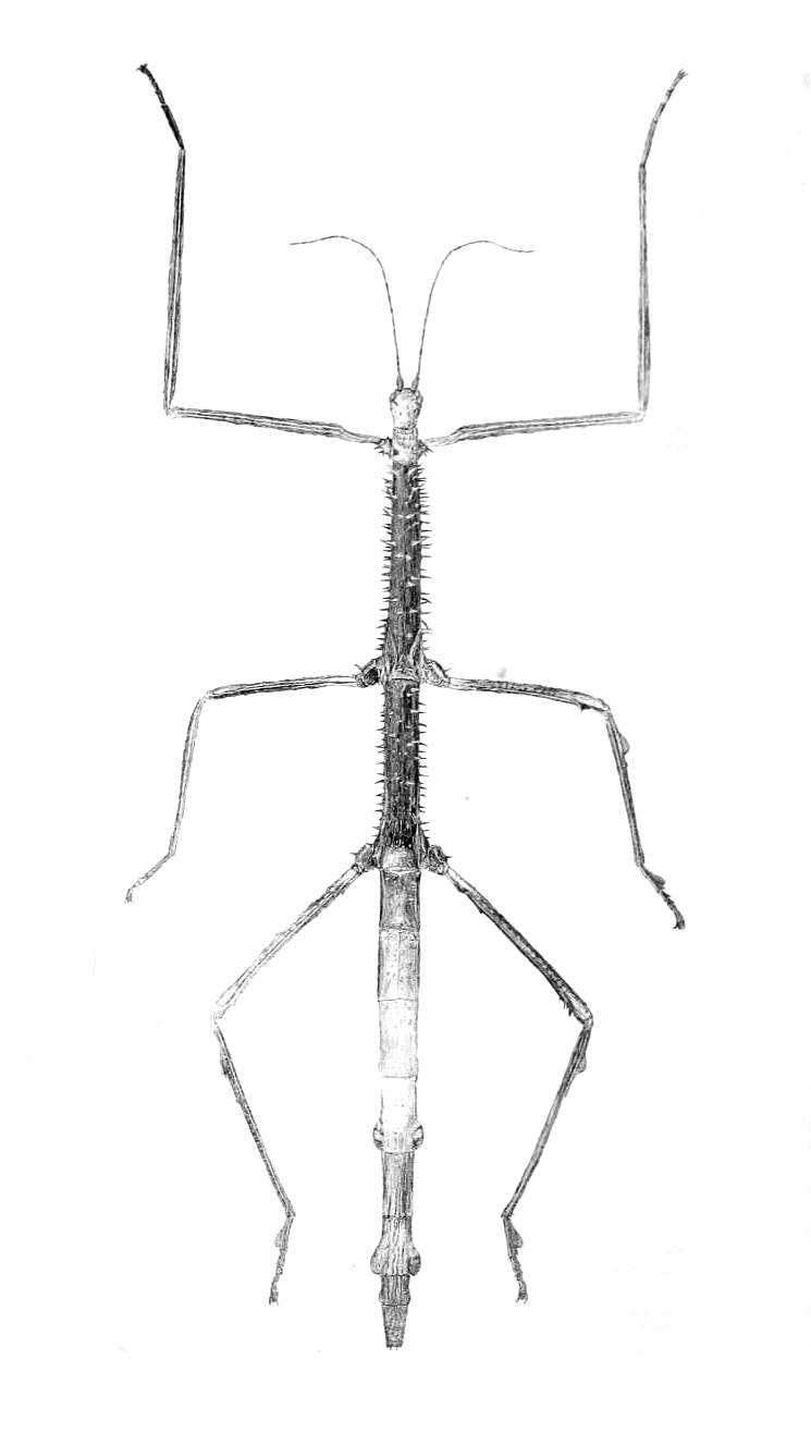 Photo of New Zealand giant stick insect