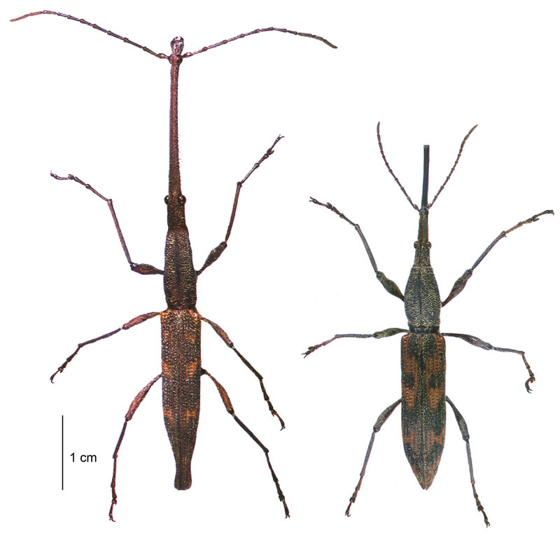 Photo of New Zealand giraffe weevil