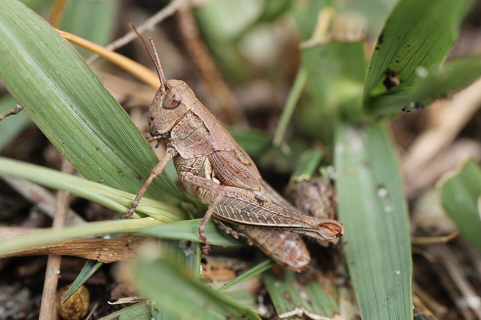 Photo of New Zealand grasshopper