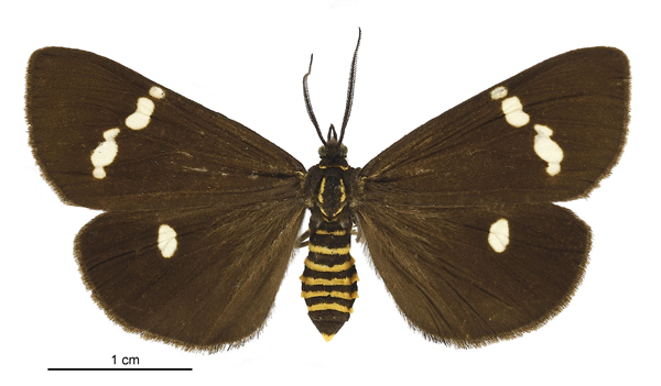 Photo of New Zealand magpie moth