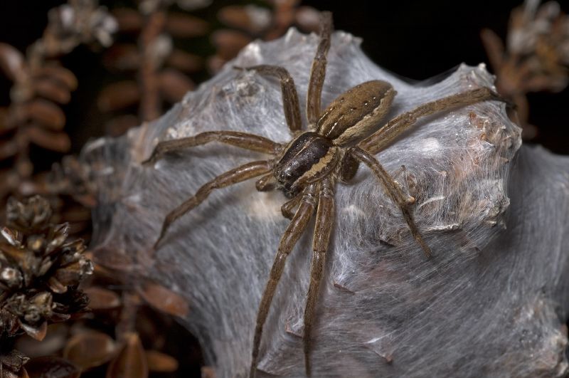 Photo of New Zealand nursery web spider