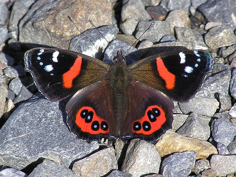 Photo of New Zealand red admiral