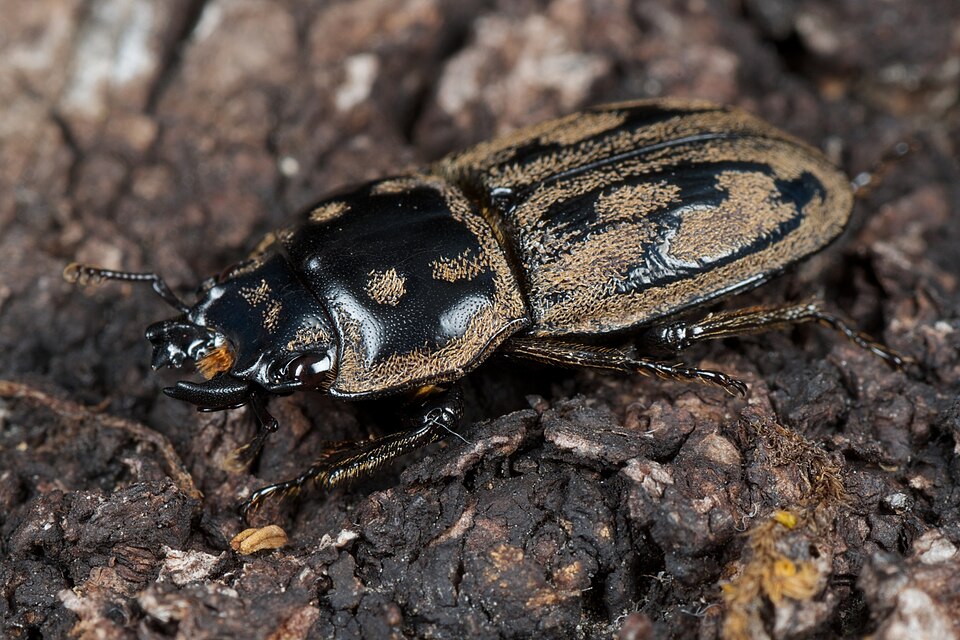 Photo of New Zealand reticulated stag beetle