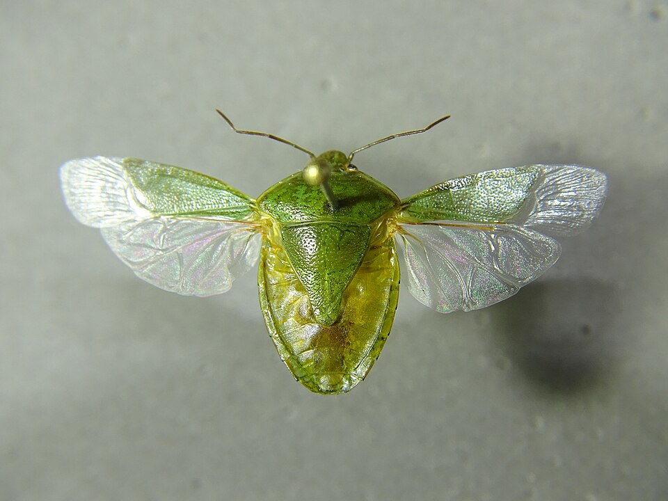 Photo of New Zealand vegetable bug