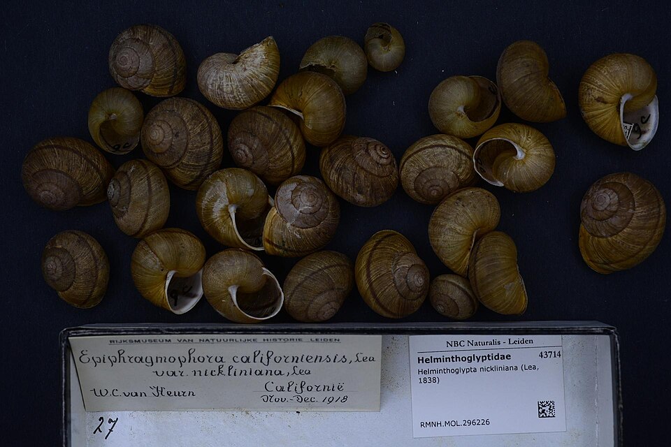 Photo of Nicklin's shoulderband snail