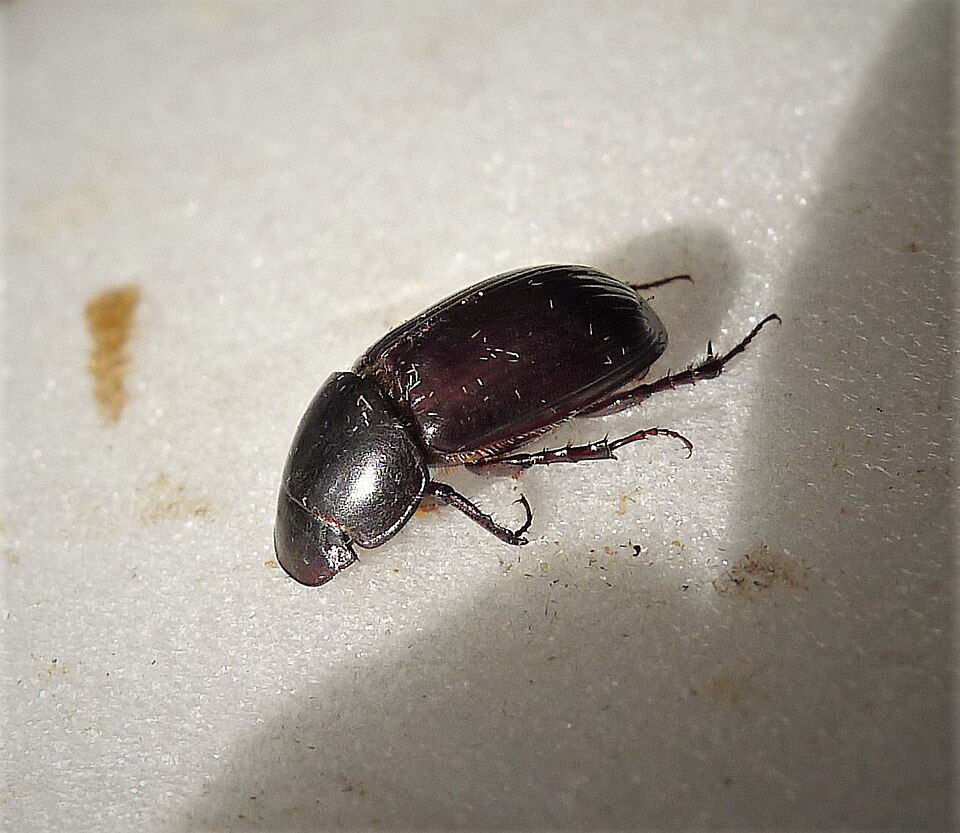 Photo of Night-flying dung beetle