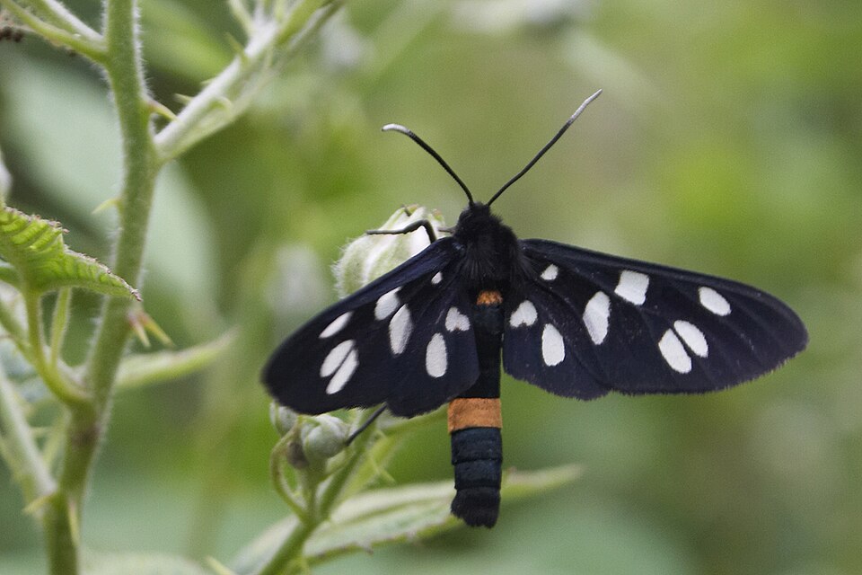 Photo of Nine-spotted moth