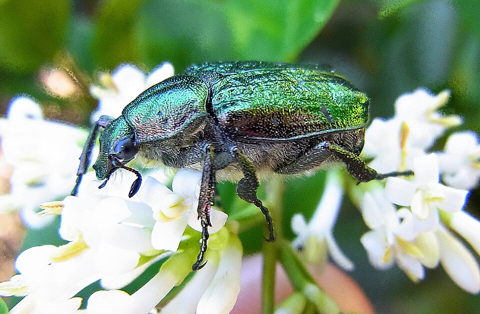Photo of Noble chafer
