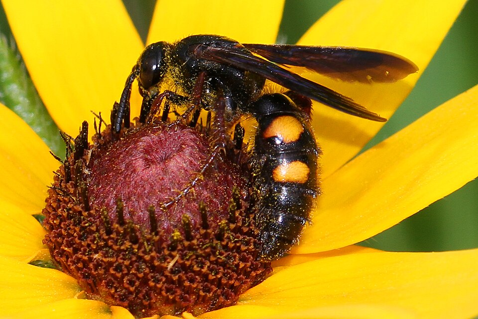 Photo of Noble scoliid wasp