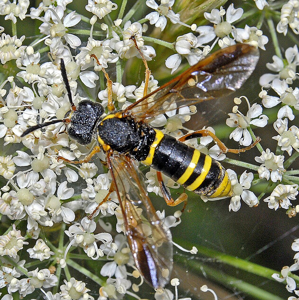 Photo of Noble wasp-sawfly