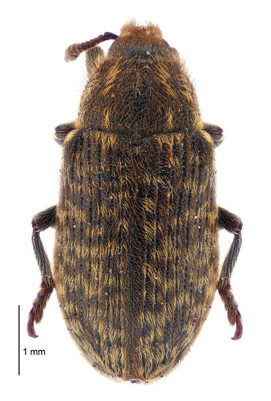 Photo of Nodding thistle receptacle weevil