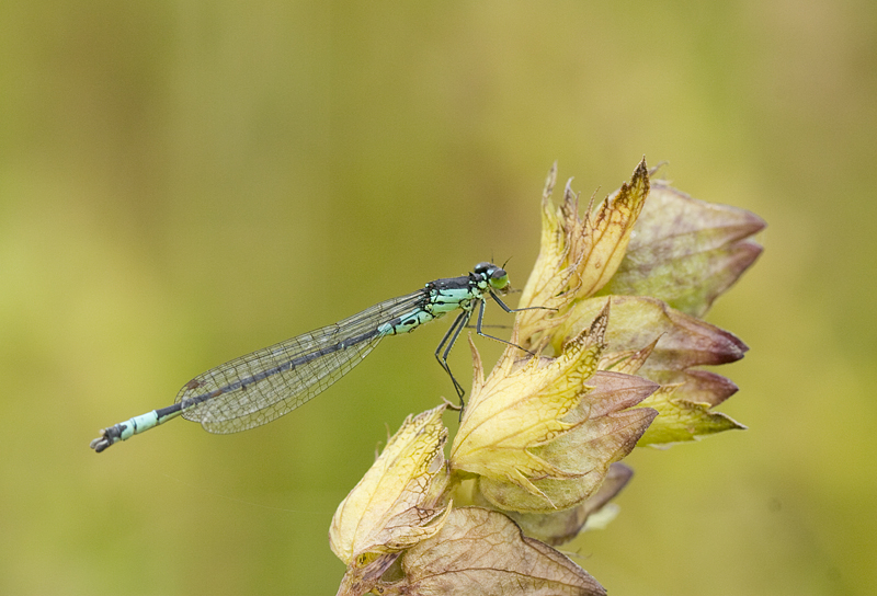 Photo of Norfolk damselfly