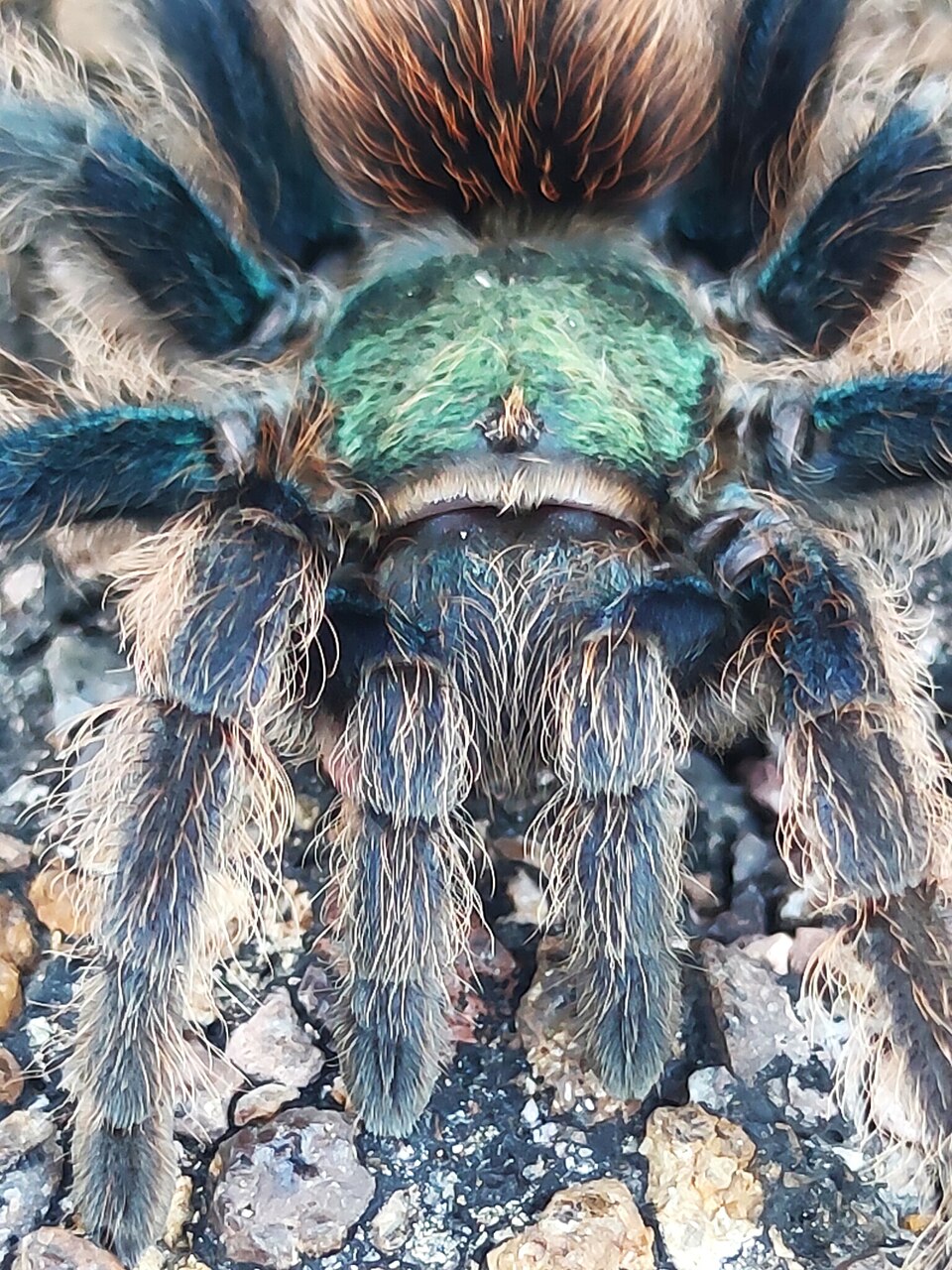 Photo of North American cobalt tarantula