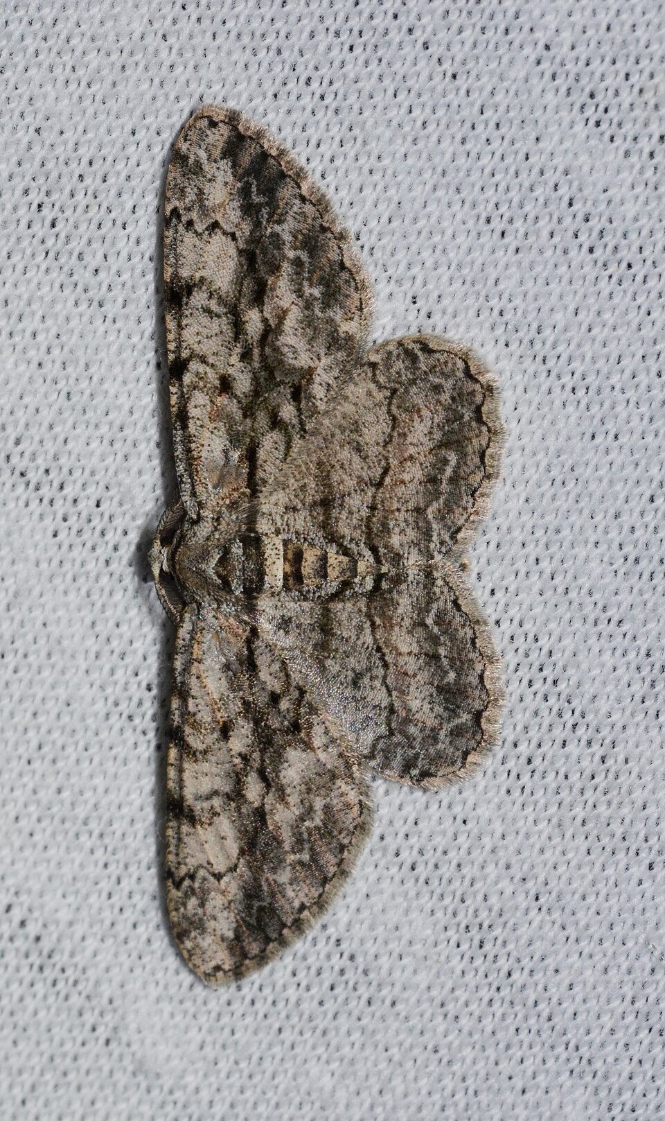 Photo of North American common gray