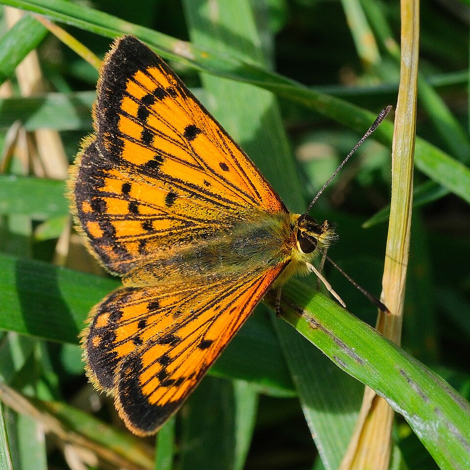 Photo of North Island coastal copper