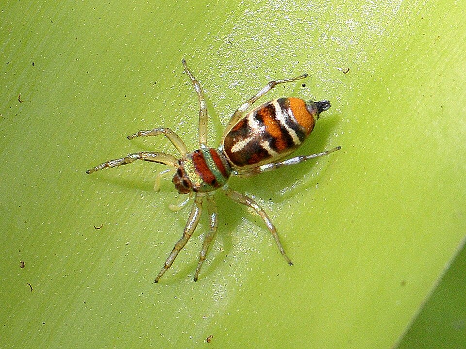 Photo of North Queensland jumping spider