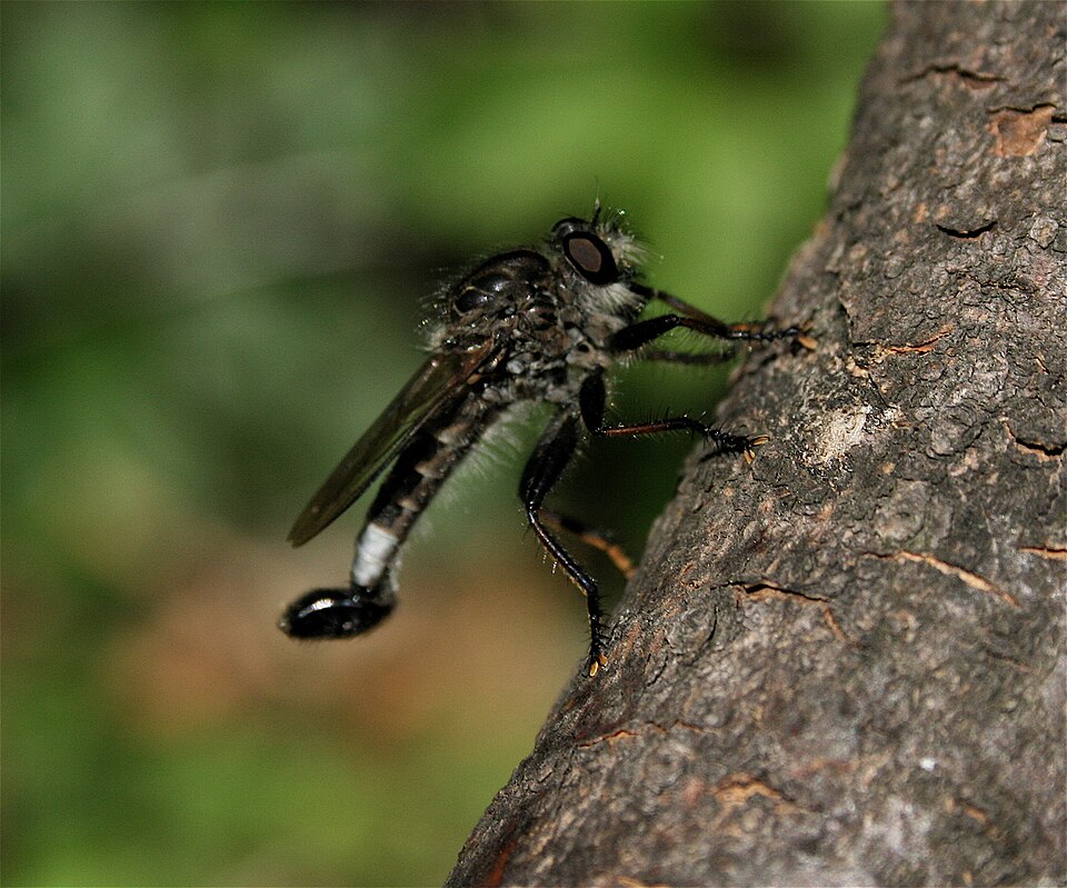 Photo of Northeastern hammertail