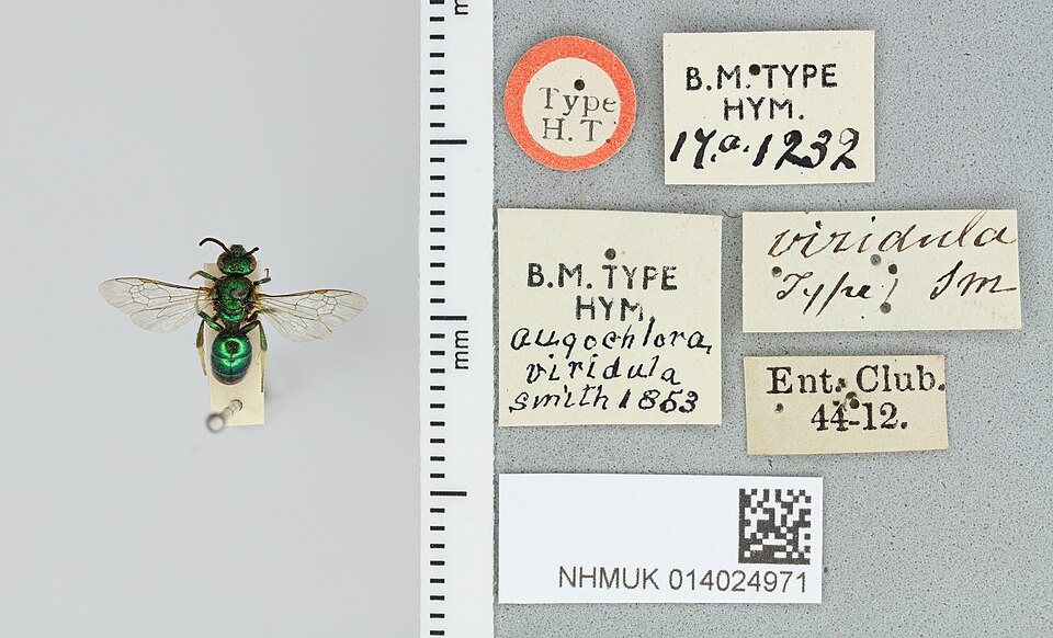 Photo of Northeastern sweat bee