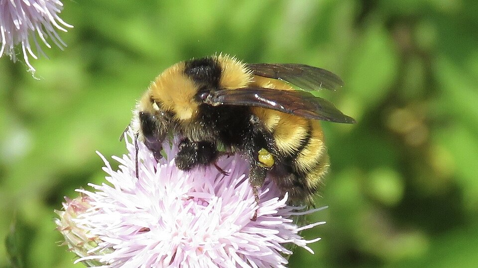Photo of Northern amber bumble bee
