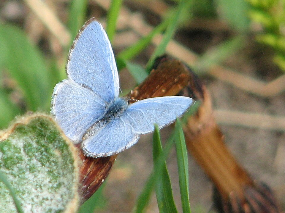 Photo of Northern azure