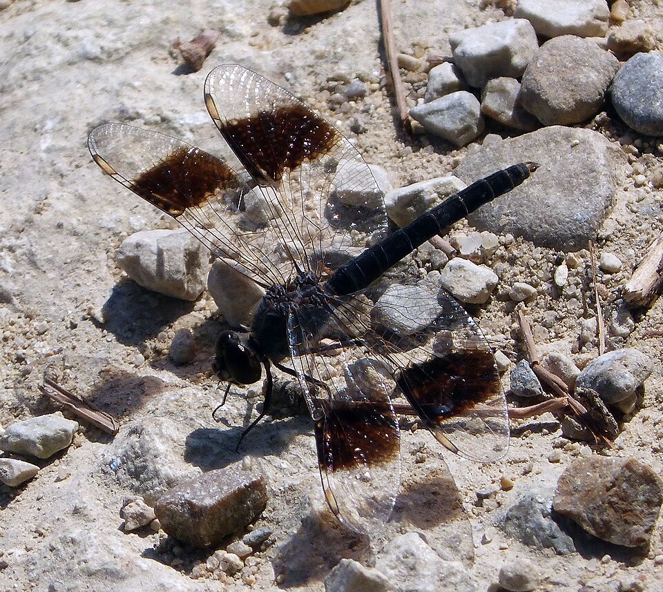 Photo of Northern banded groundling