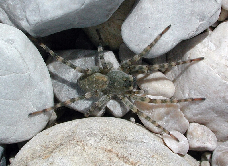 Photo of Northern bear spider