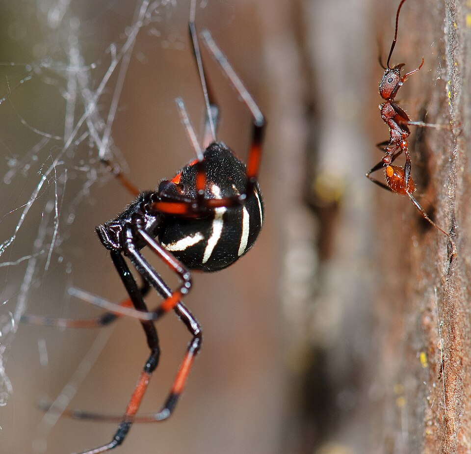 Photo of Northern black widow