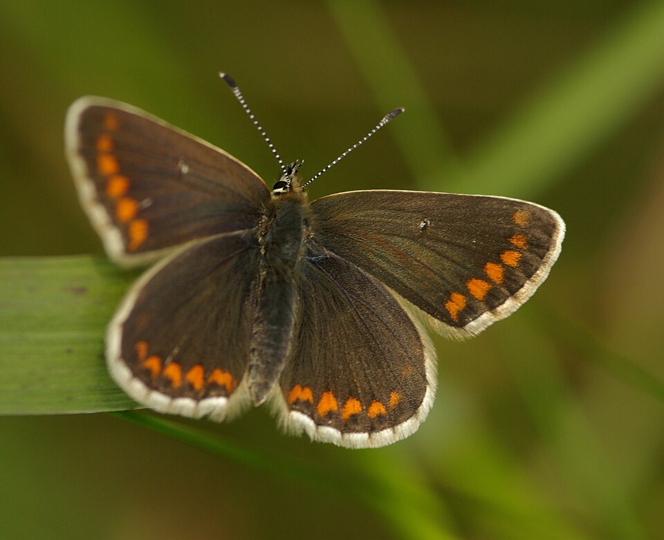 Photo of Northern brown argus