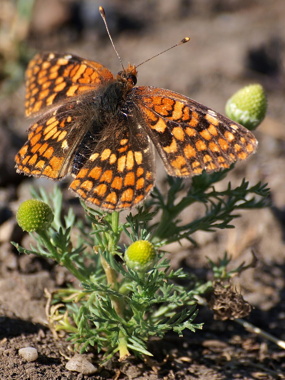 Photo of Northern checkerspot