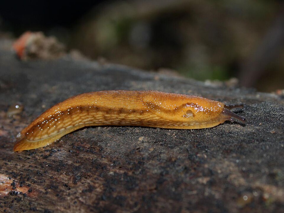 Photo of Northern dusky slug