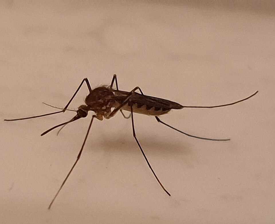 Photo of Northern frog-biting mosquito