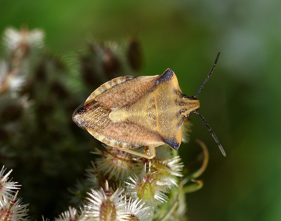 Photo of Northern fruit bug